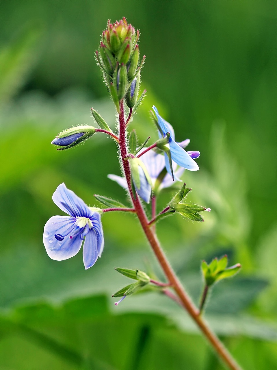 plant nature live free photo