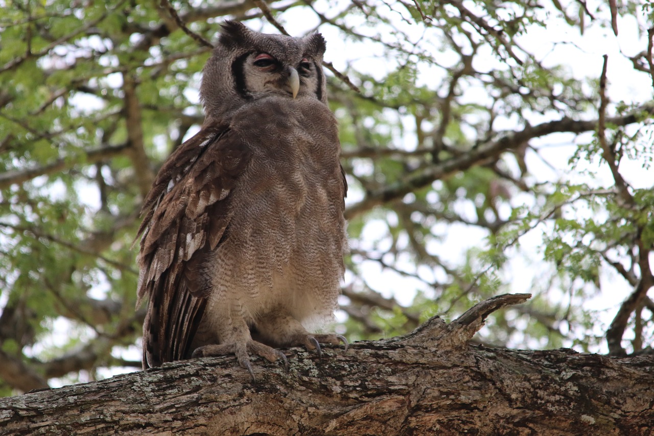 verreaux's  eagle owl  kruger park free photo