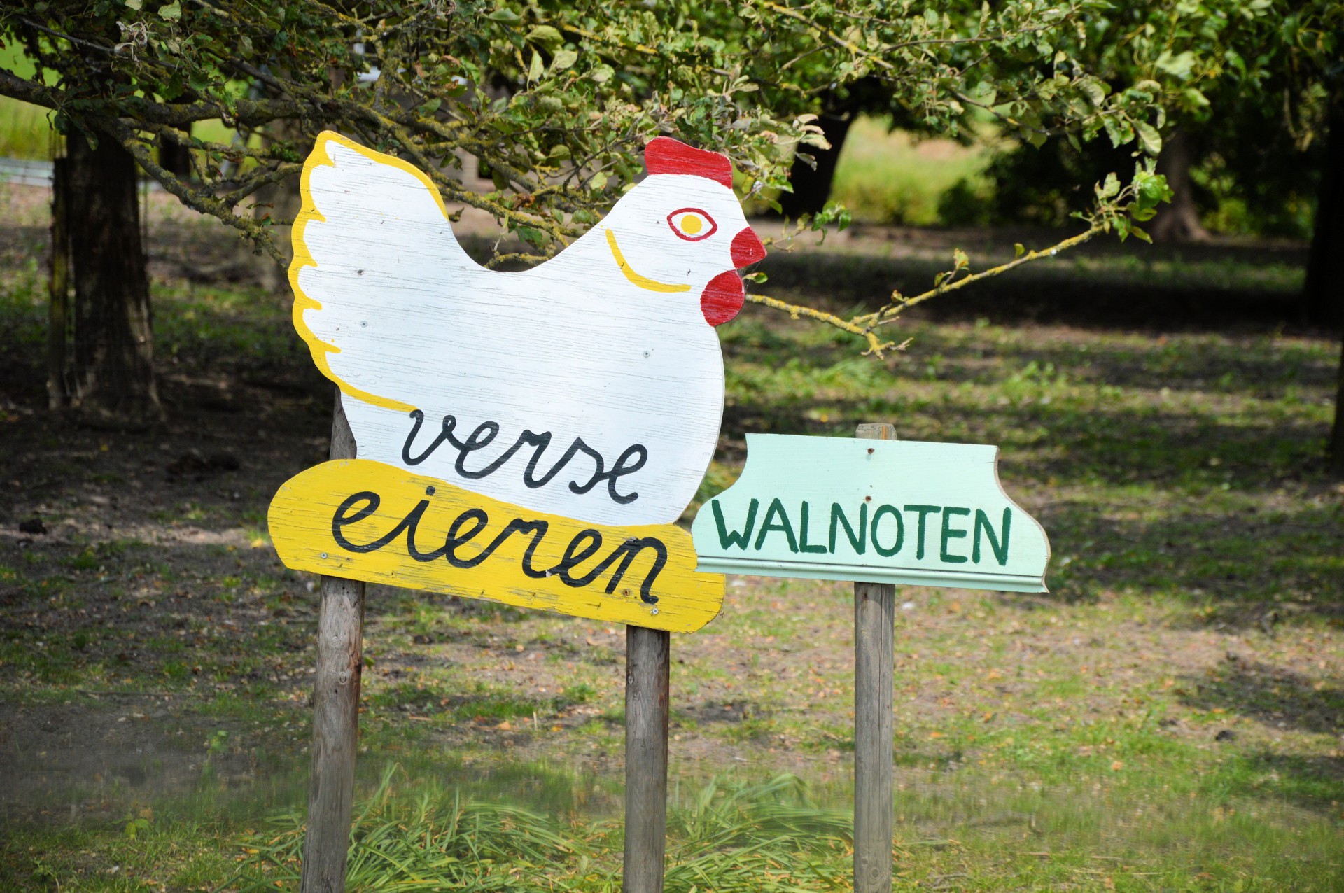 sign sale chicken free photo