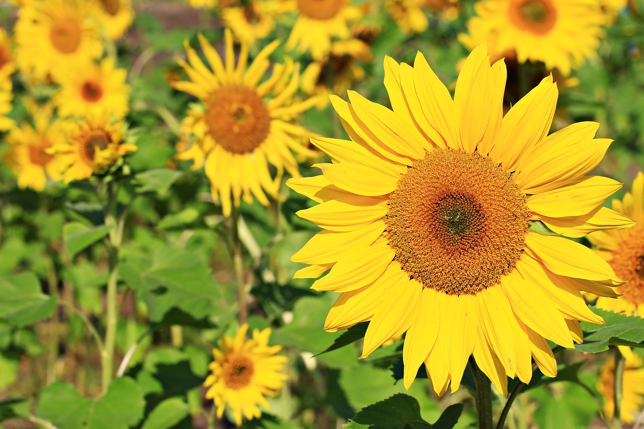 verse first sunflower flowers factory free photo