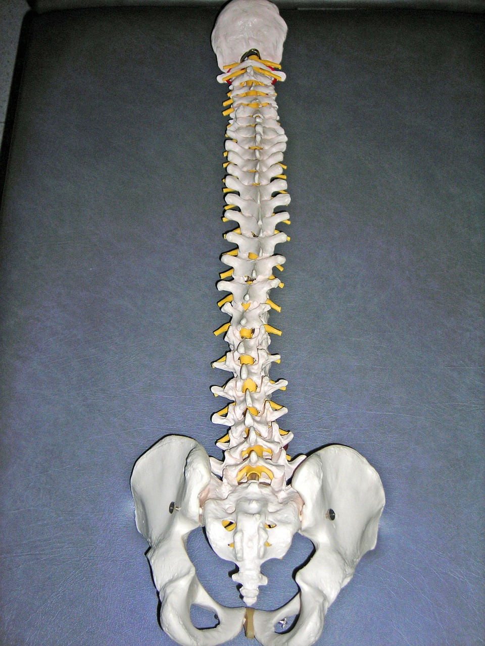 vertebral column skeleton bones free photo