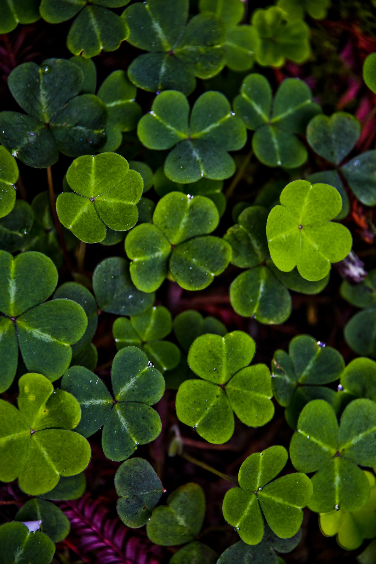 bright green clover patch free photo