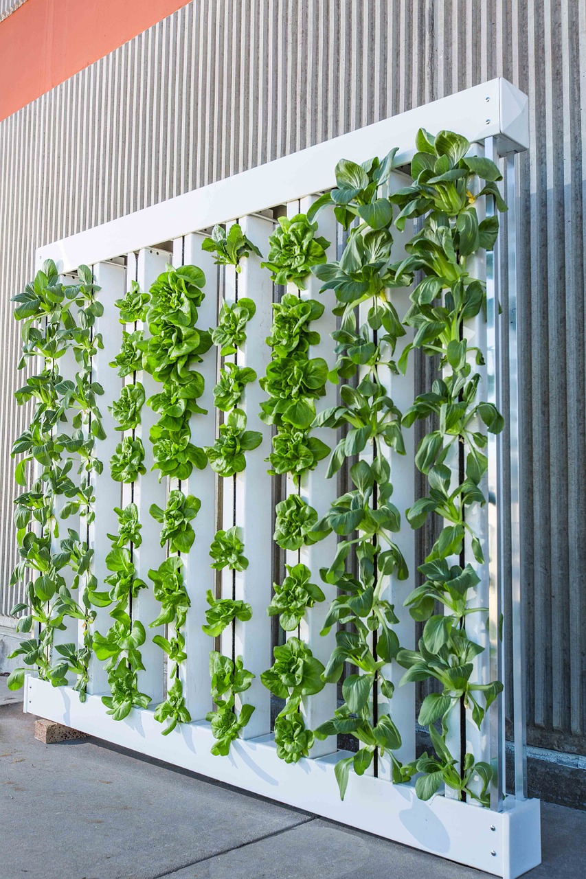 vertical farm green wall bok choy free photo