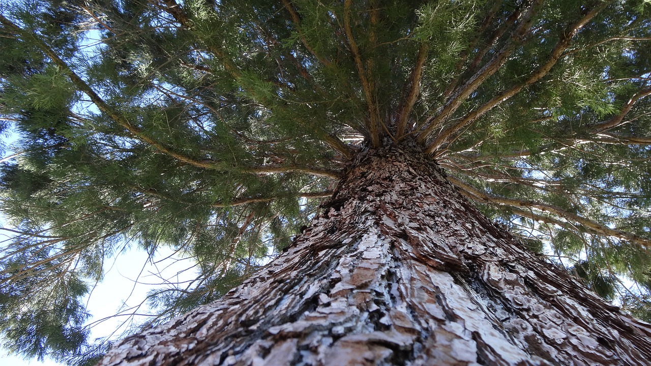 vertical perspective pine tree looking upward free photo