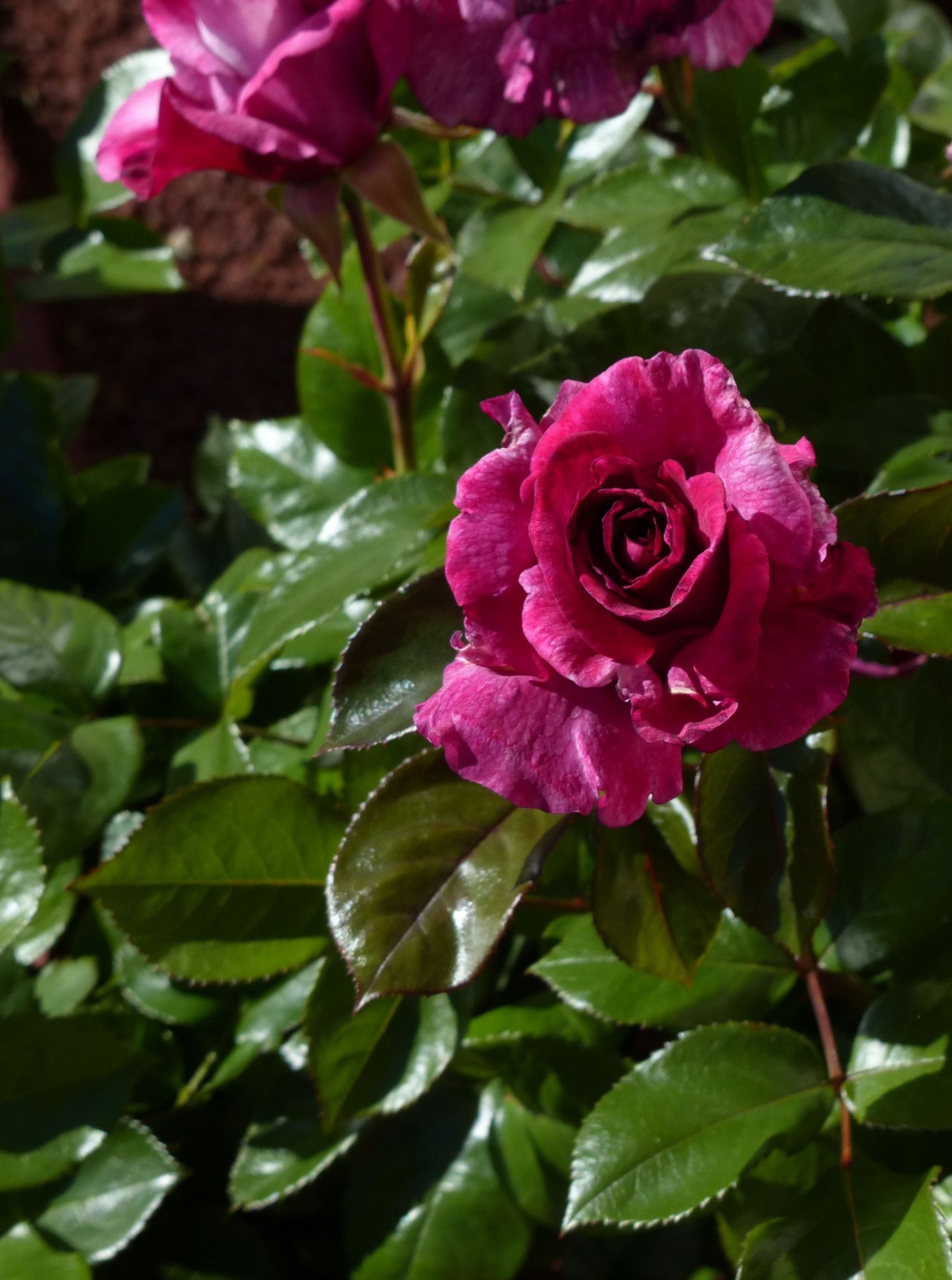 rose flower pink free photo