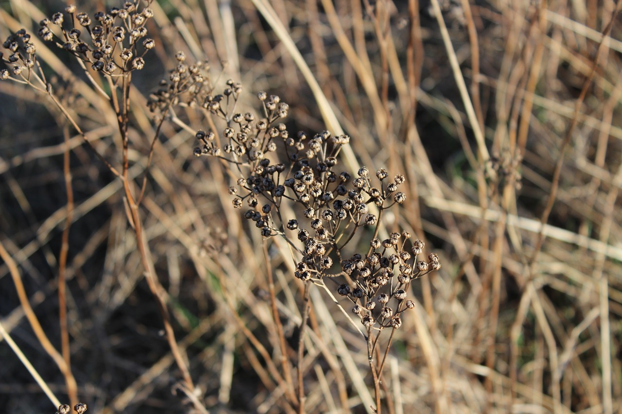 vertrocknetes grass meadow autumn colours free photo