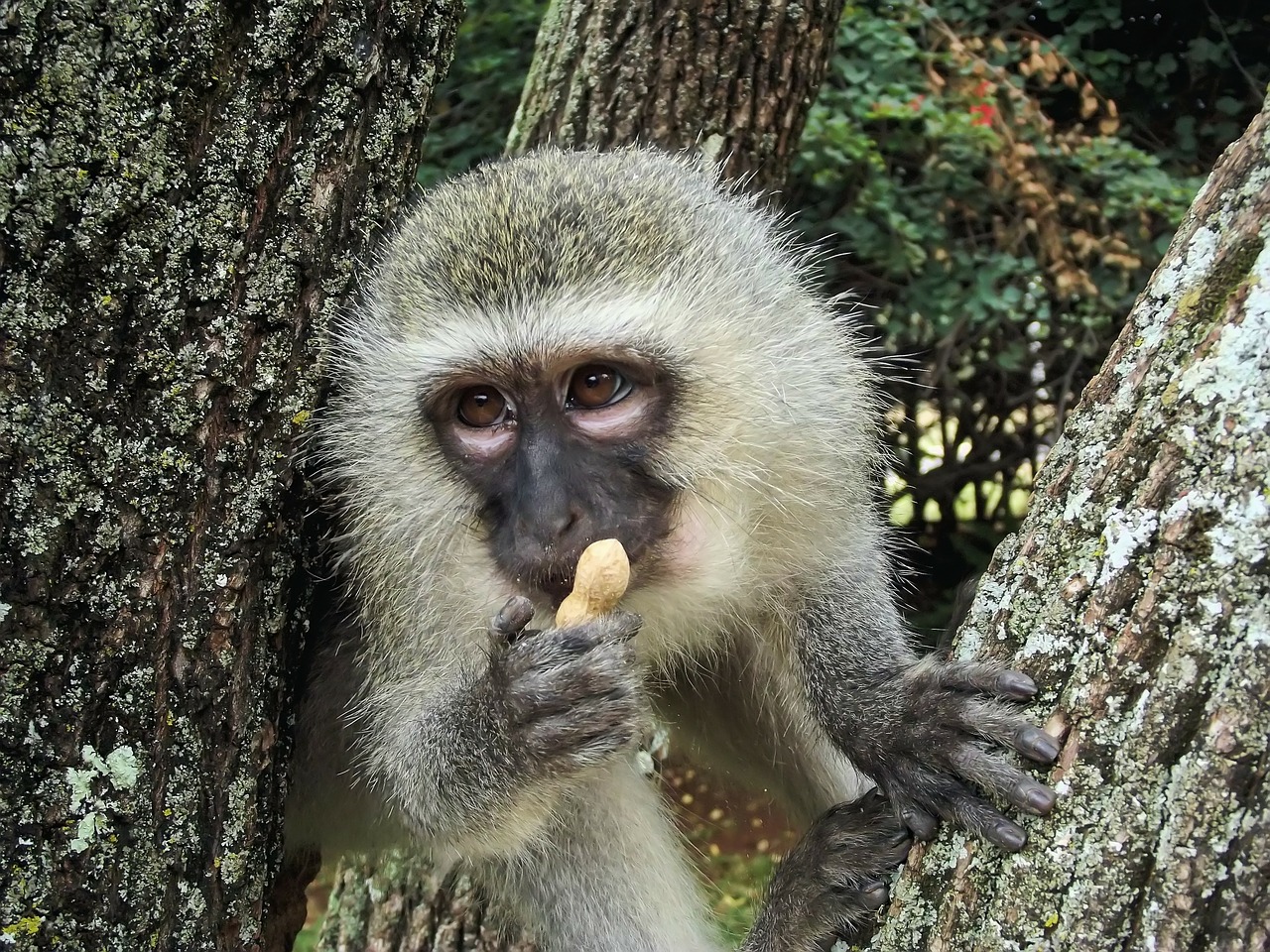 vervet monkey vervet monkey free photo