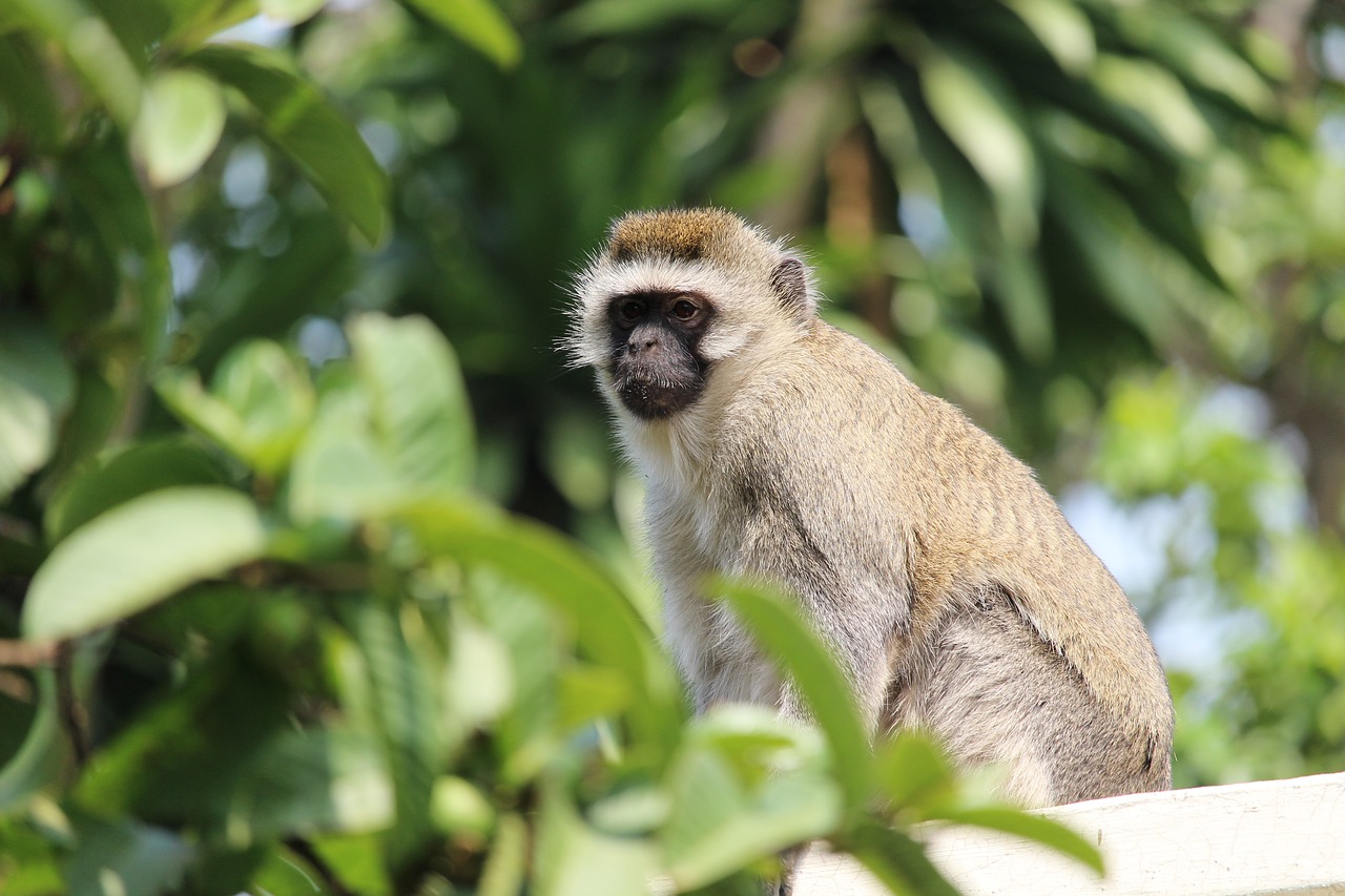 vervet  monkey  wildlife free photo