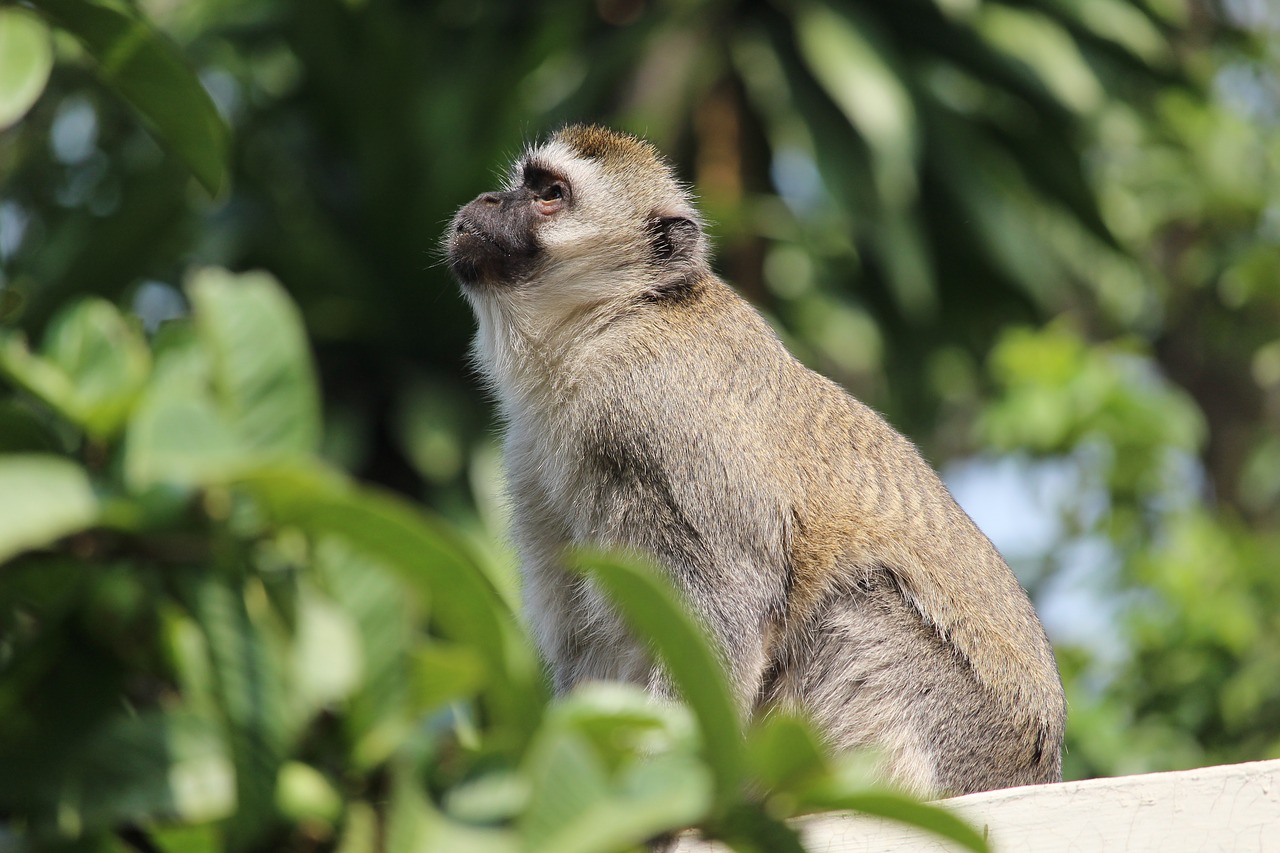 vervet  monkey  wildlife free photo