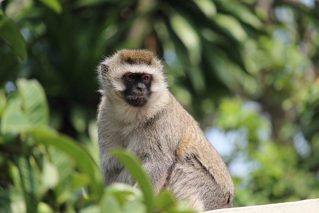 vervet  monkey  wildlife free photo