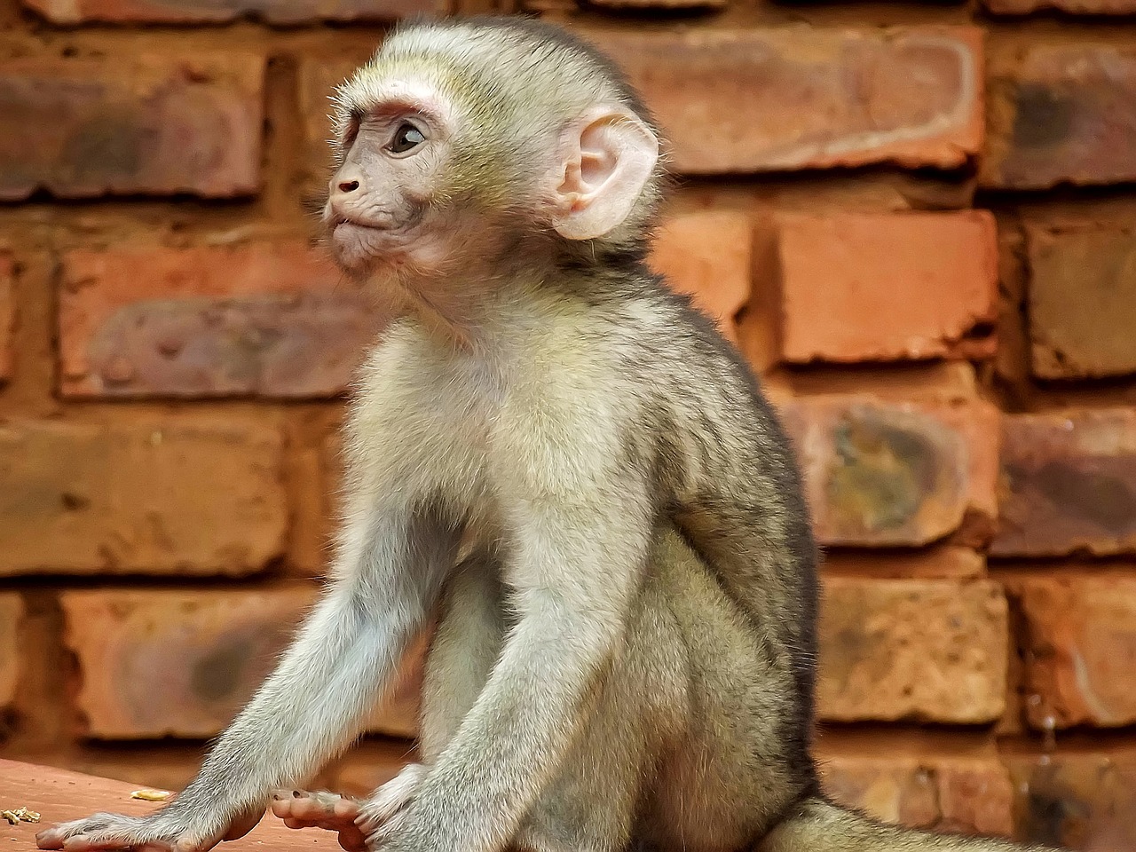 vervet monkey south africa free photo