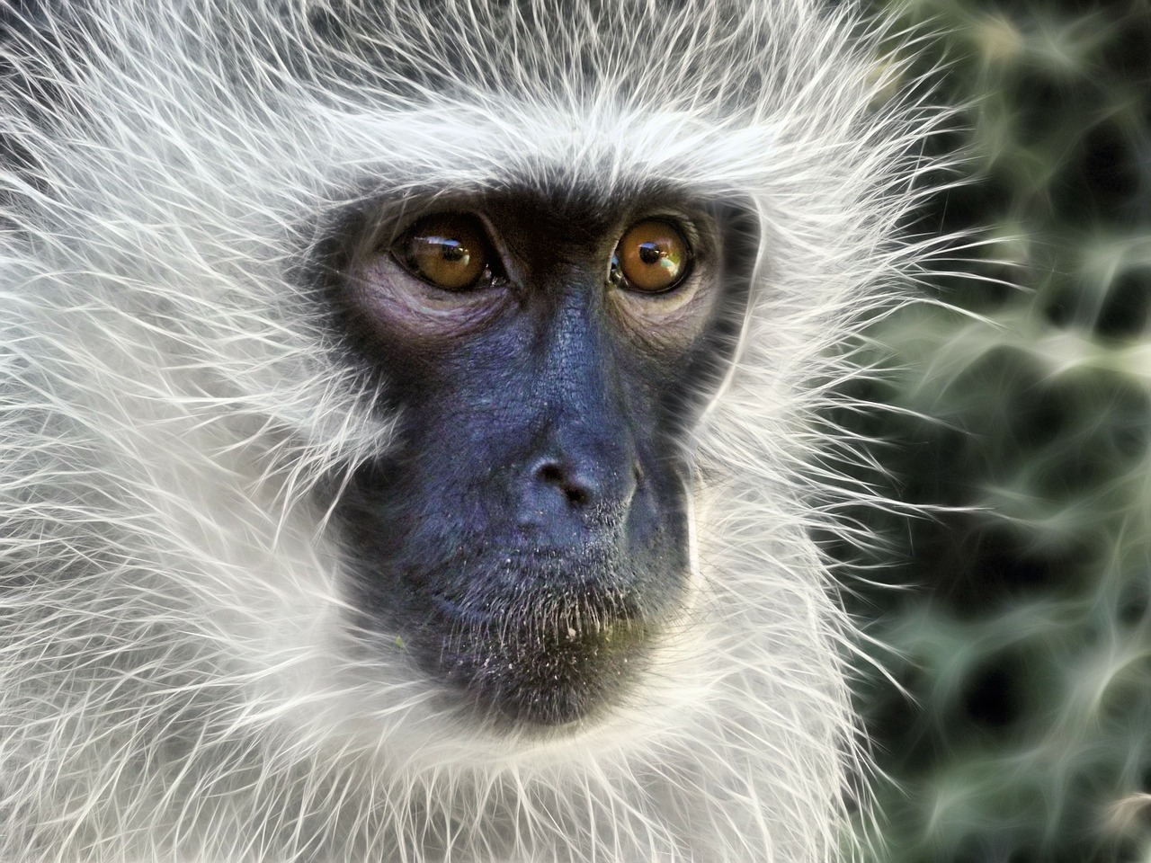 vervet monkey monkey female free photo