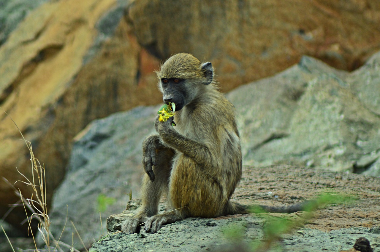 vervet monkey africa wildlife free photo
