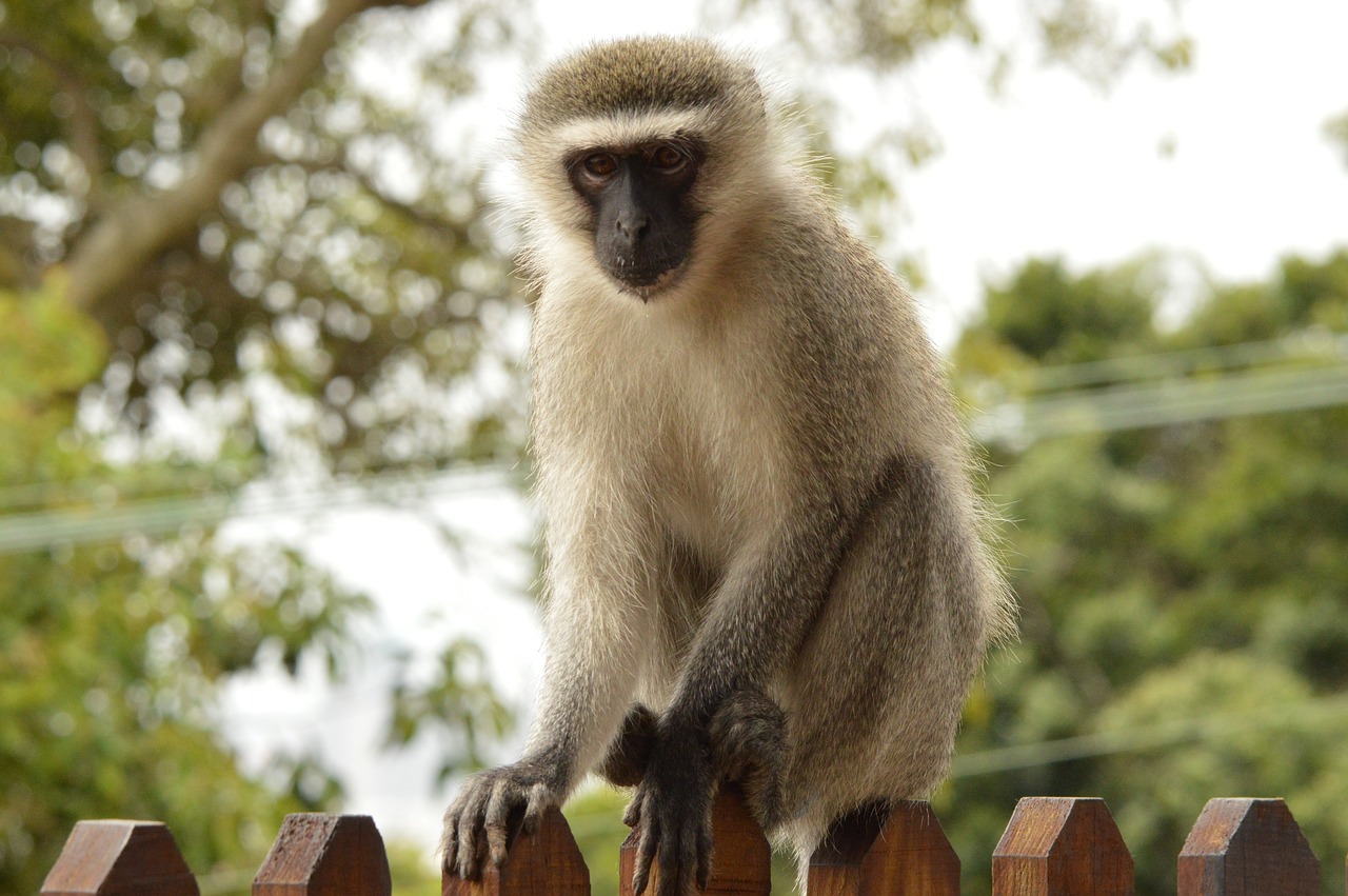 vervet monkey  durban  animal free photo