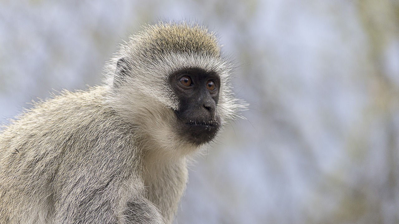 vervet monkey  monkey  closeup free photo