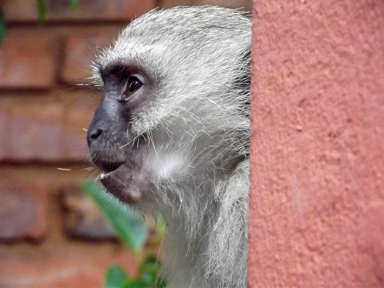 vervet monkey monkey garden free photo