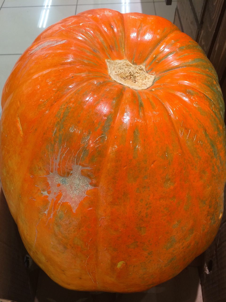 very big pumpkin huge free photo