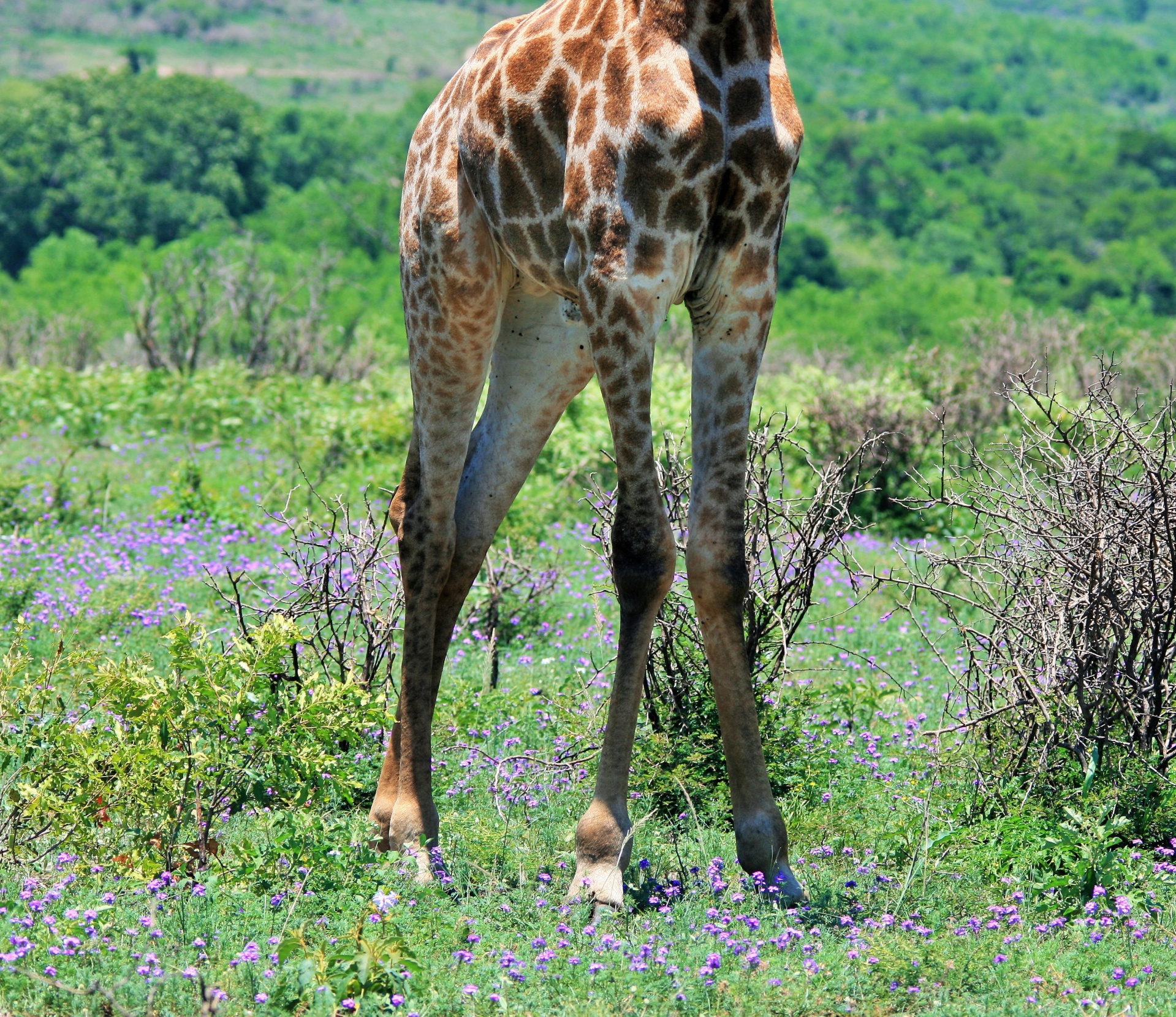 animals game giraffe free photo