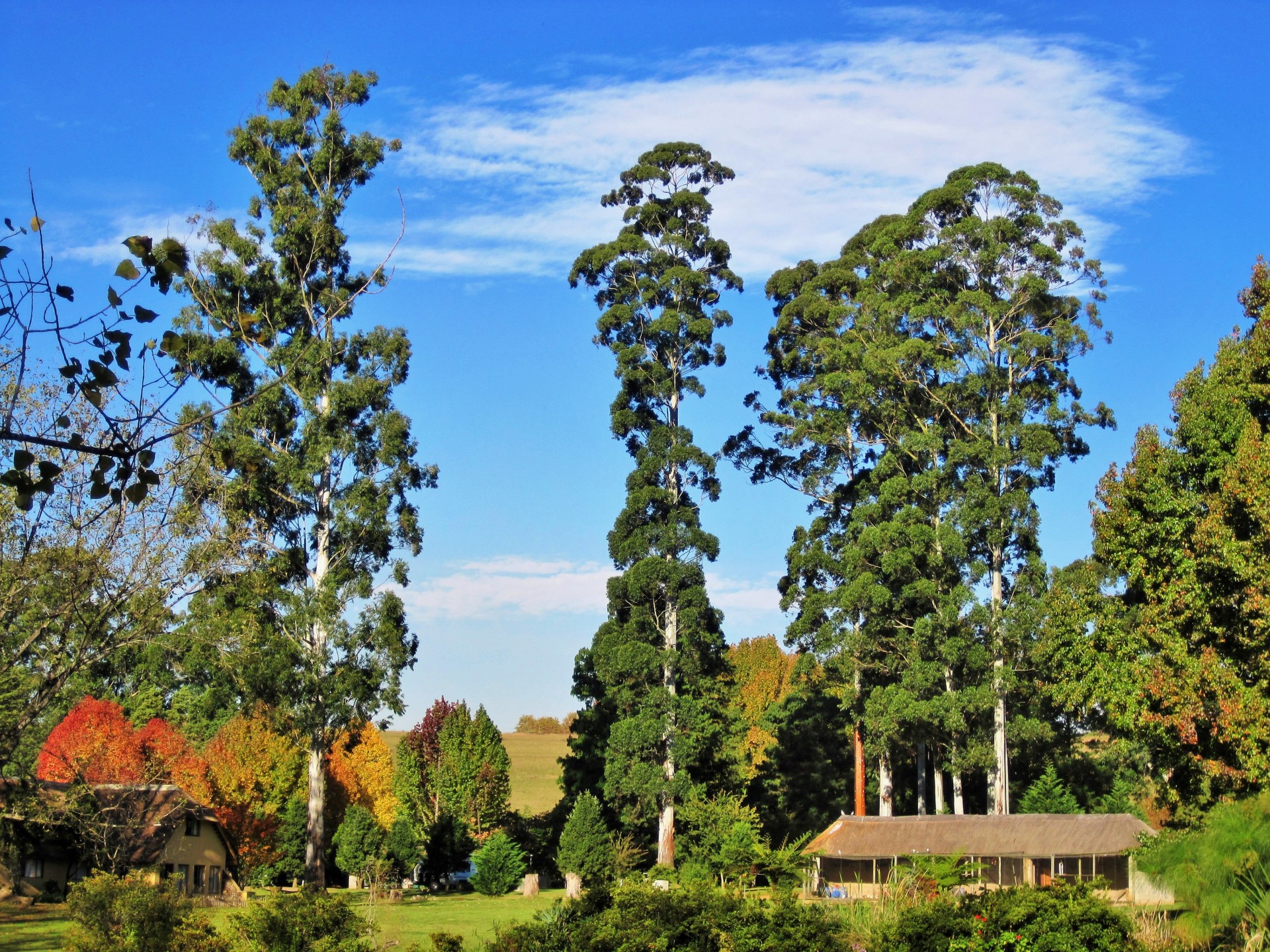 trees tall eucalyptus free photo