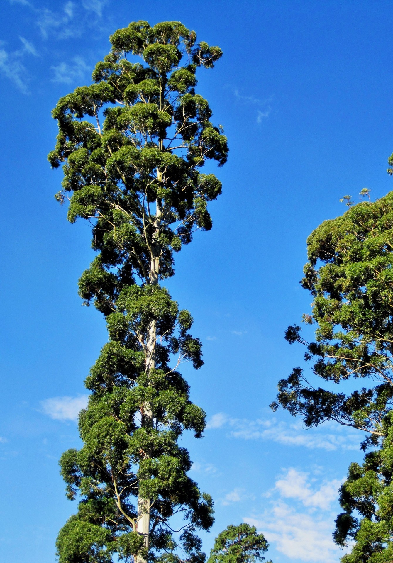 trees tall eucalyptus free photo