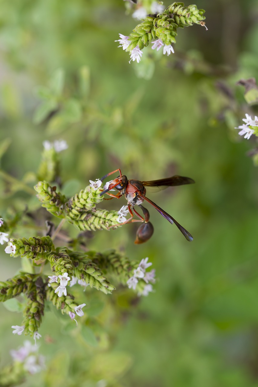 vespa sting wings free photo