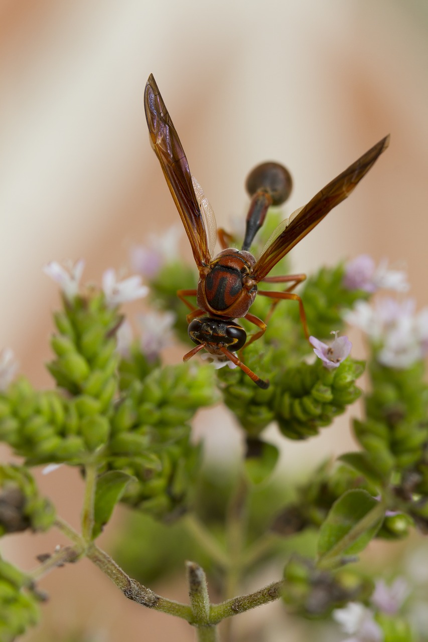 vespa sting garden free photo