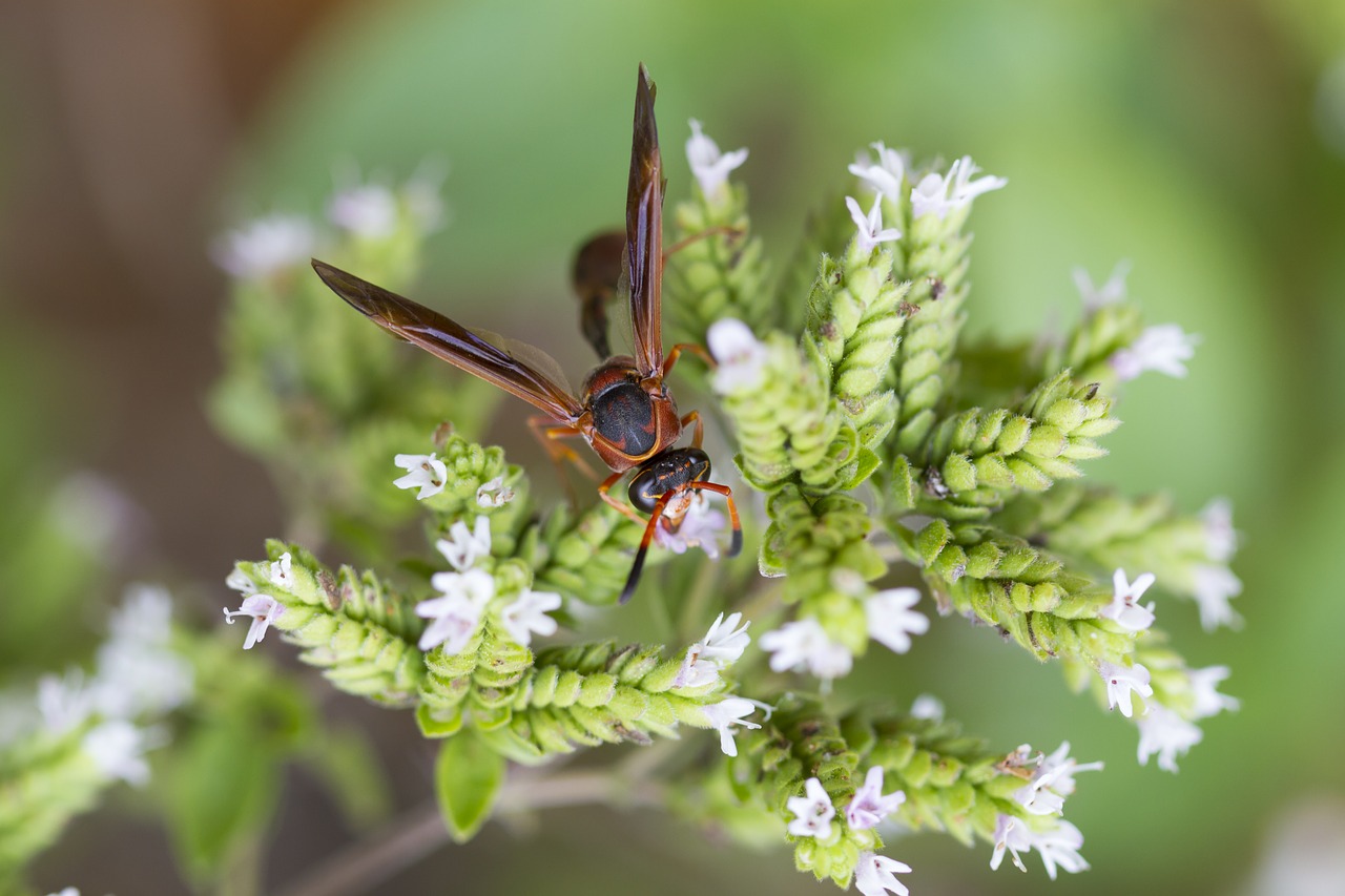 vespa sting garden free photo