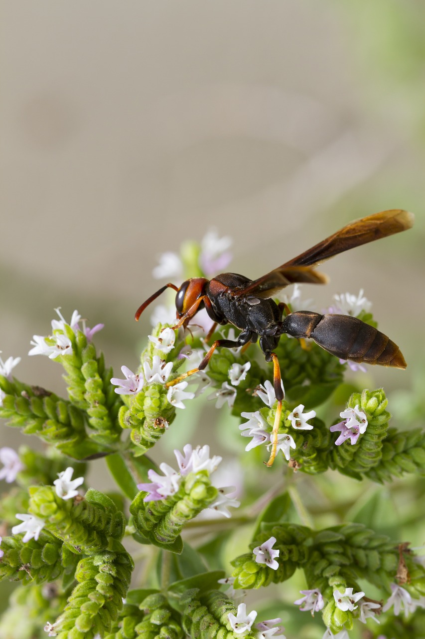 vespa sting insect free photo