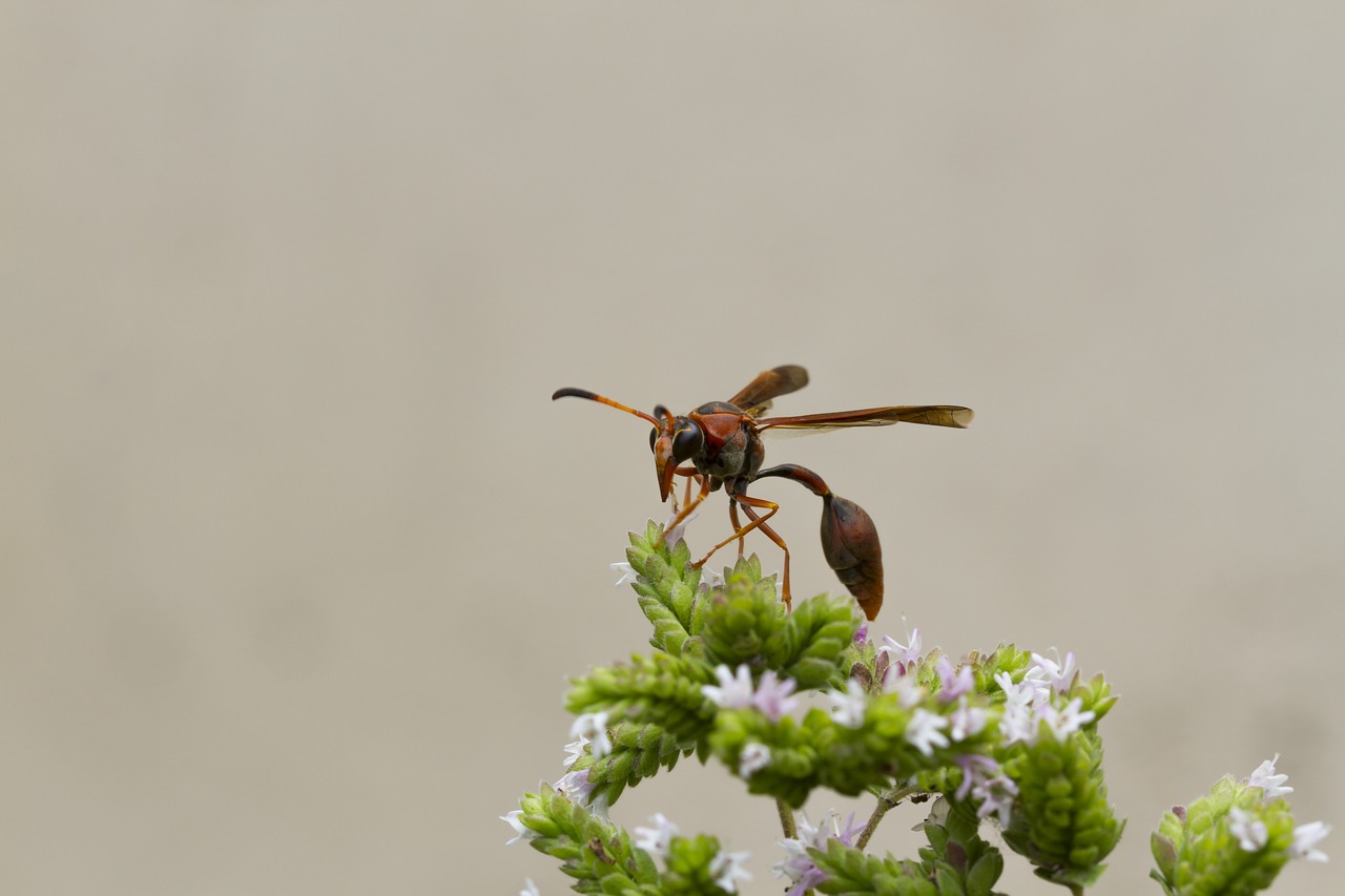 vespa sting insect free photo