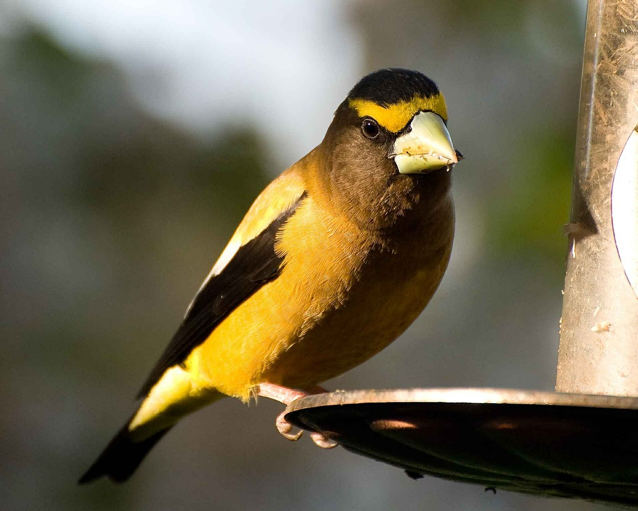 vespertinus coccothraustes bird free photo