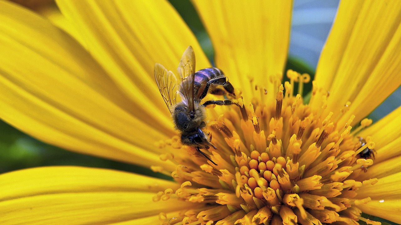 vespula flower yellow free photo