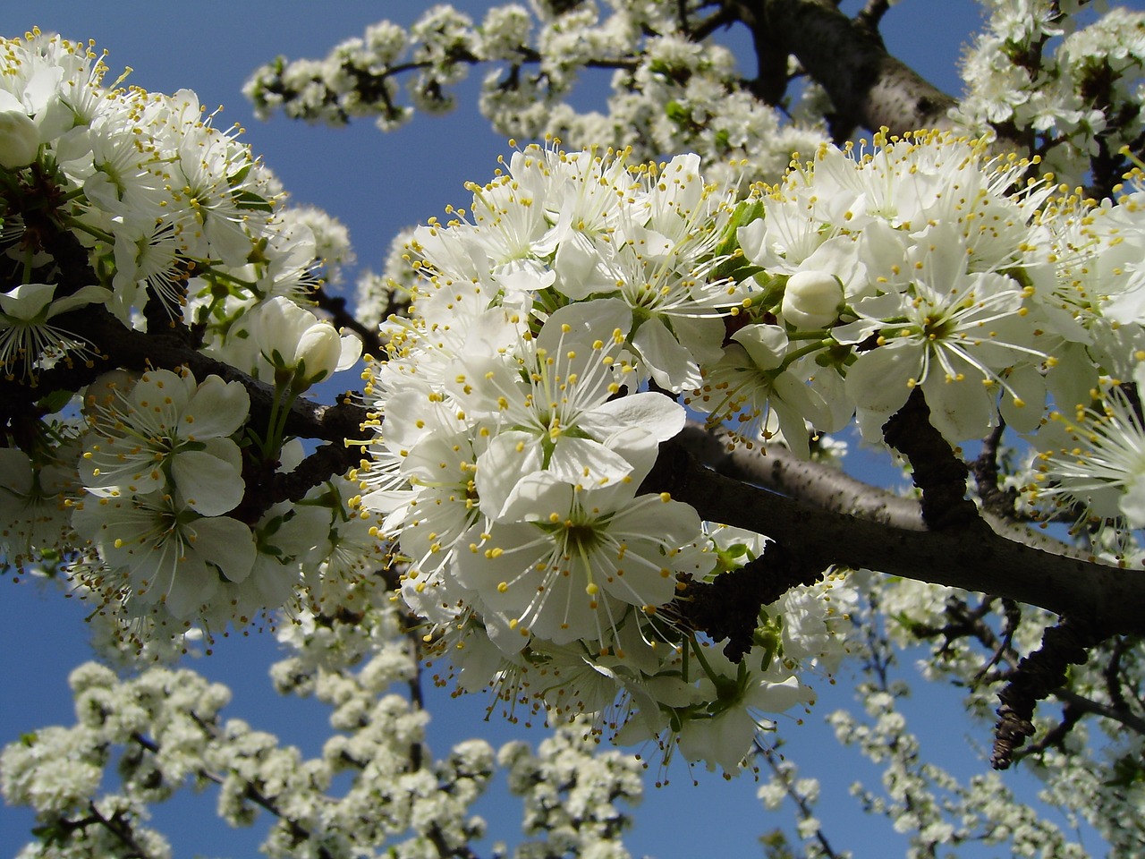 vessenee bloom apple tree free photo