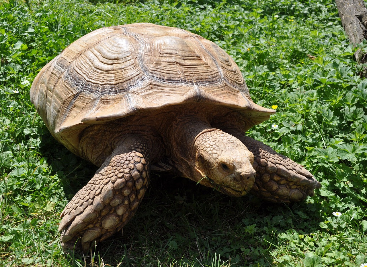 veszprém hungary zoo free photo