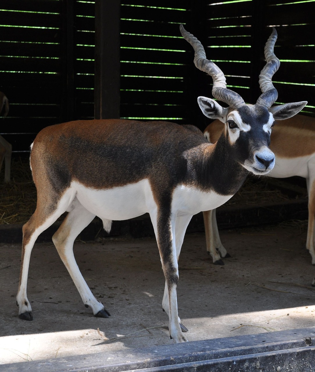 veszprém hungary zoo free photo