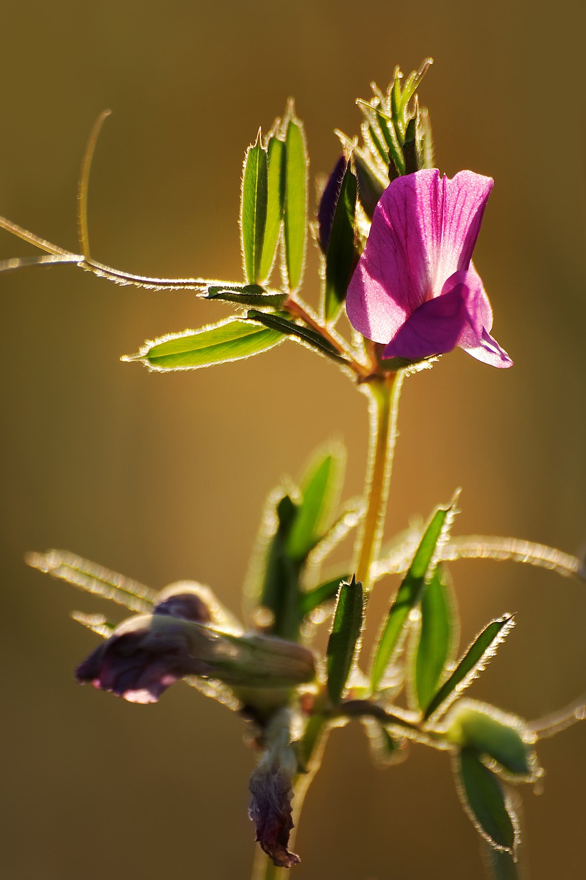 nature vetch meadow free photo