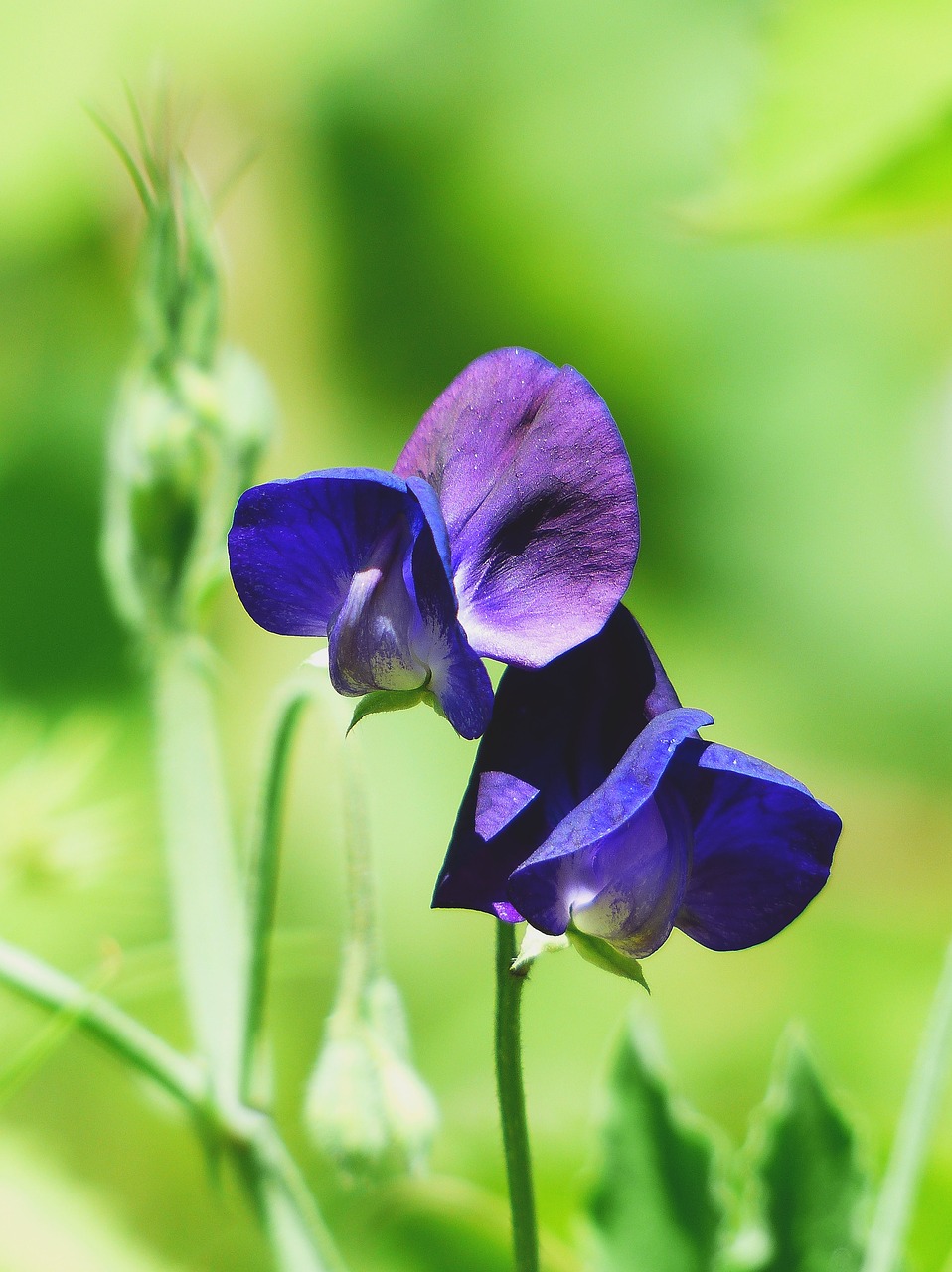 vetch flower meadow blue free photo