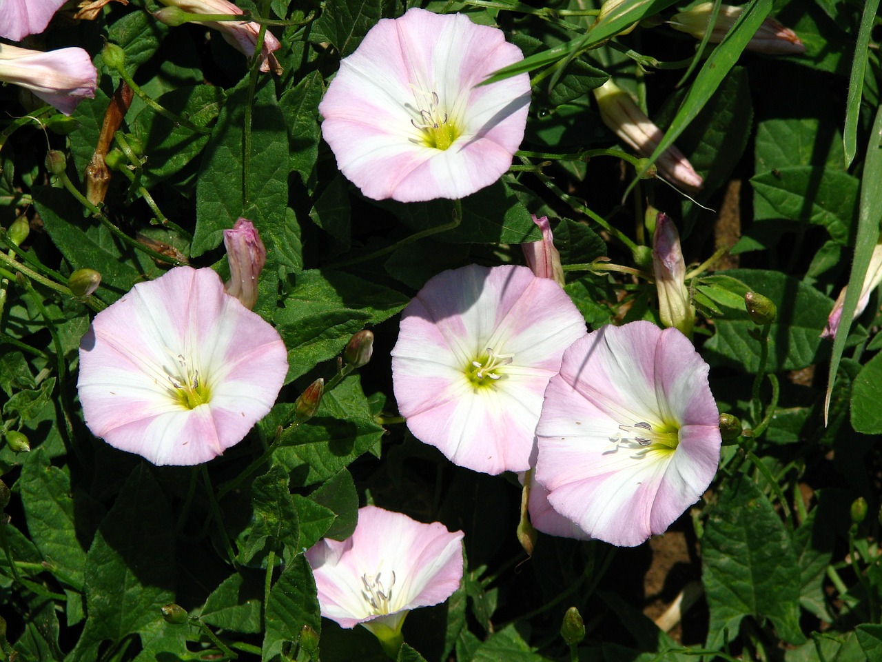 vetch pink white free photo