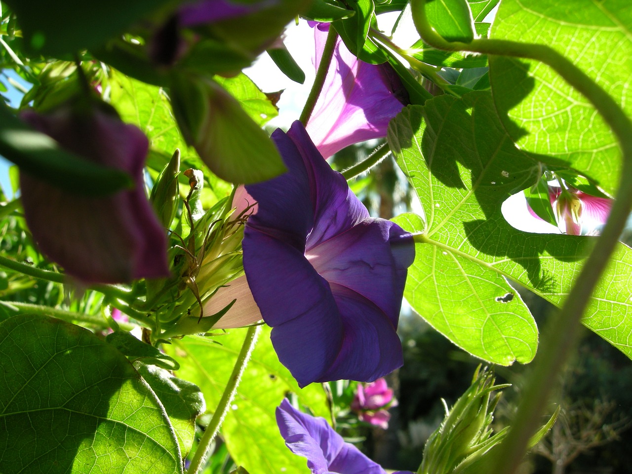 vetch climber purple free photo