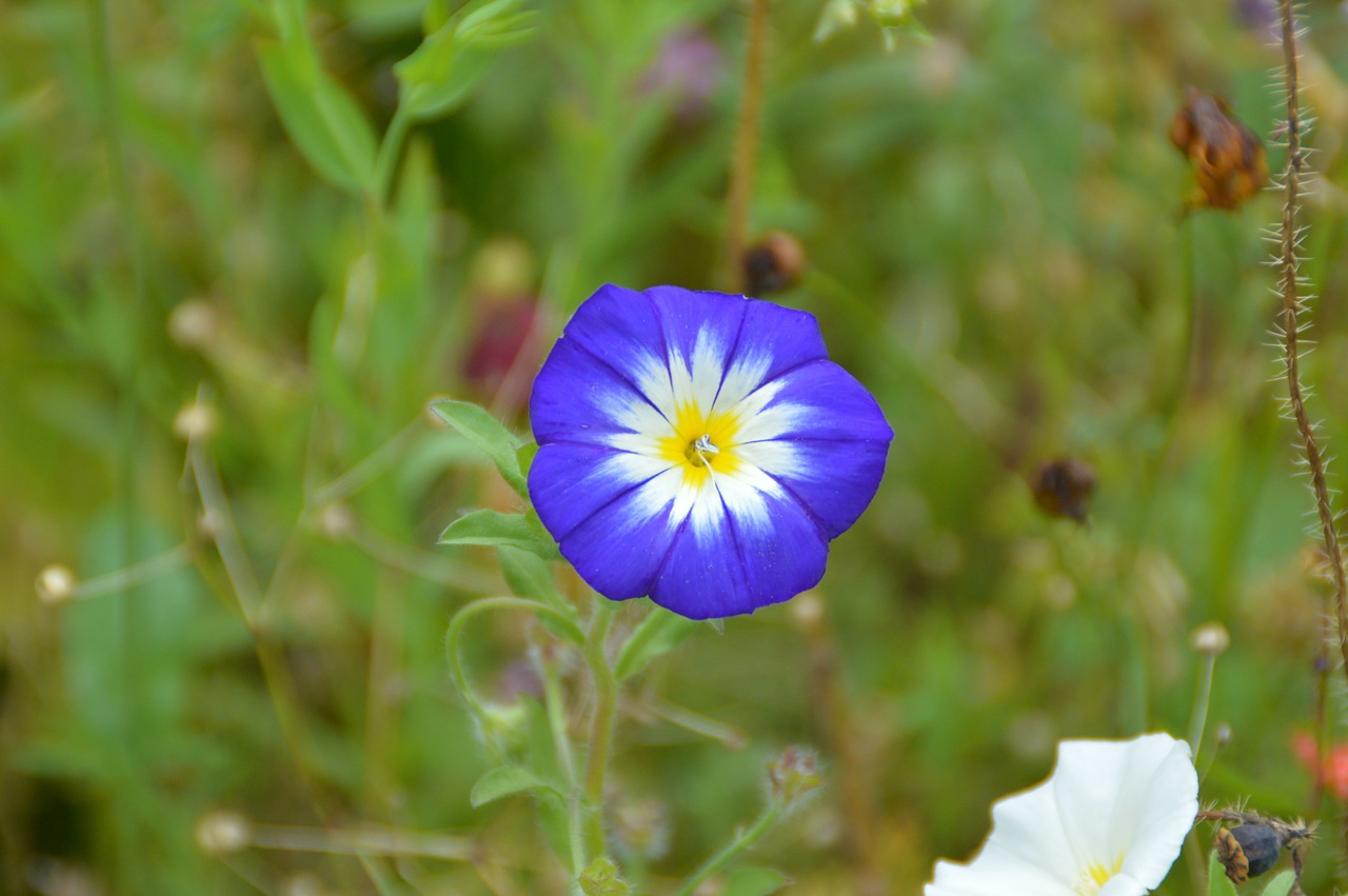 vetch blue flower free photo