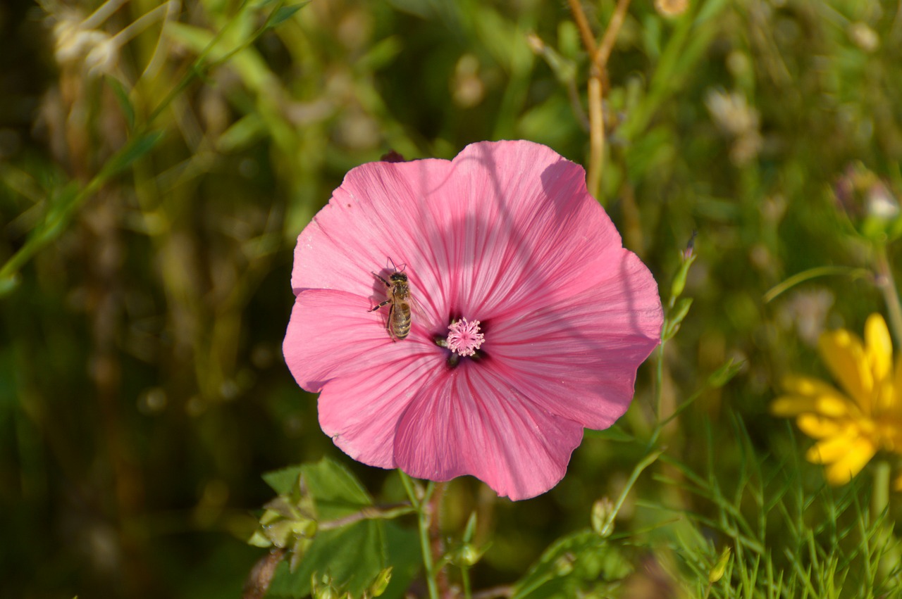 vetch pink flower free photo