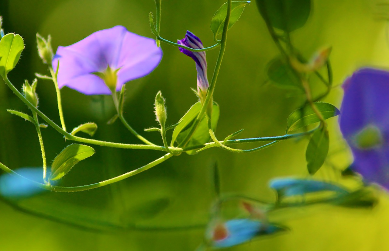 vetch blossom bloom free photo