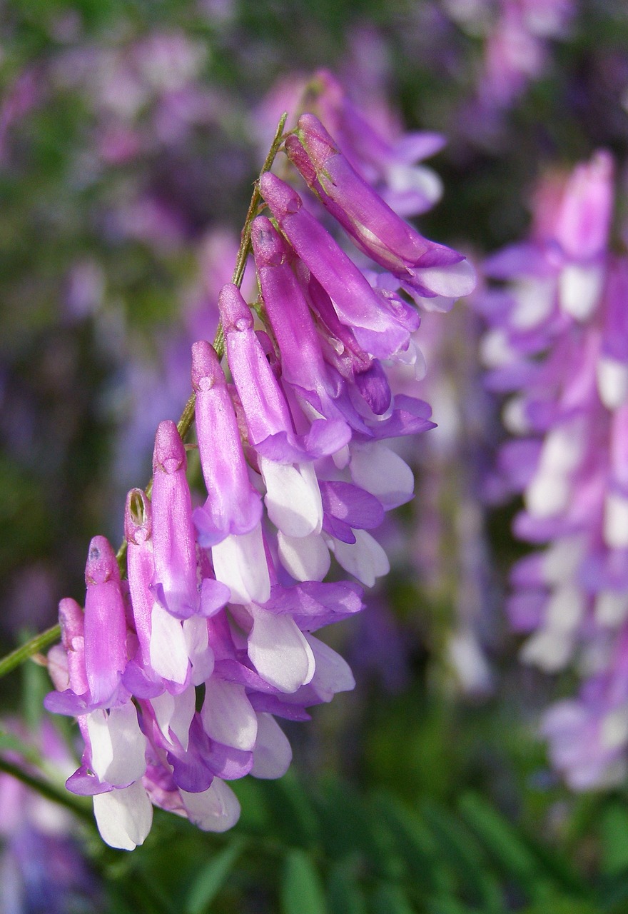 vetch arizona flower violet free photo