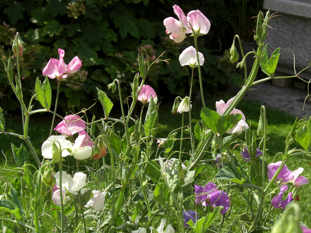 vetches vetch flower free photo