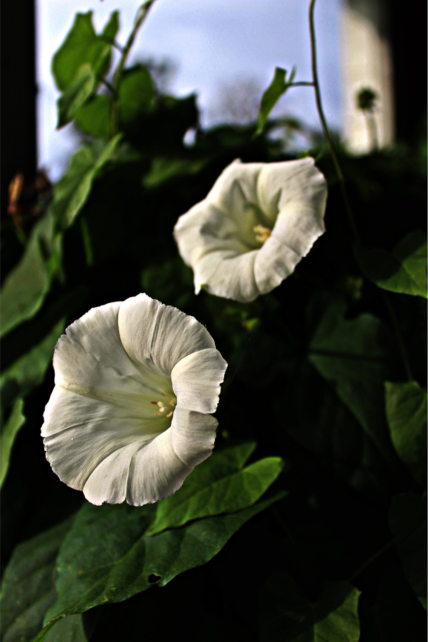 vetches bindweed creepers free photo