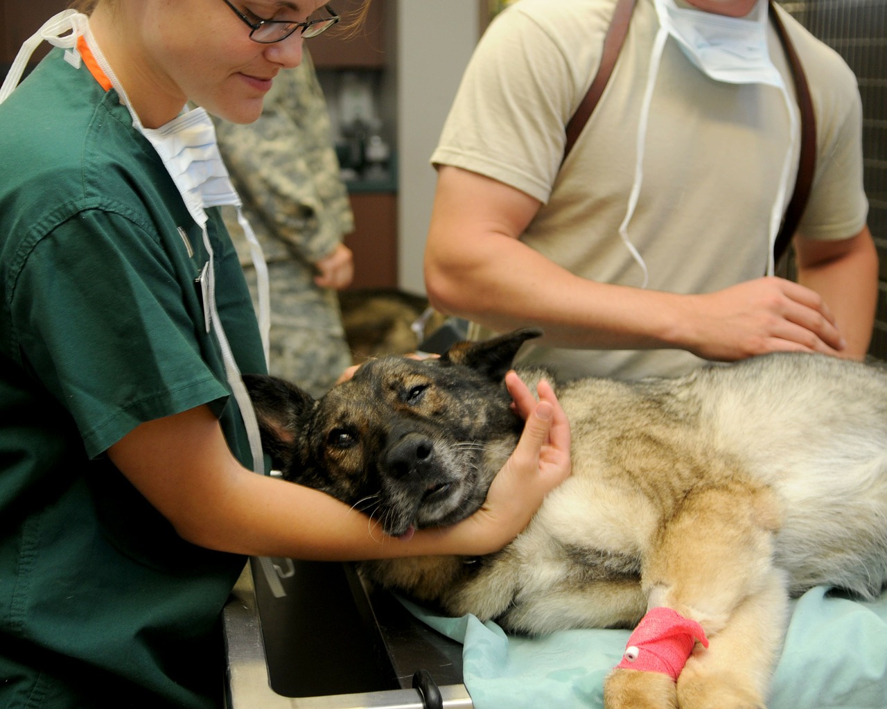 veterinary clinic veterinarian free photo