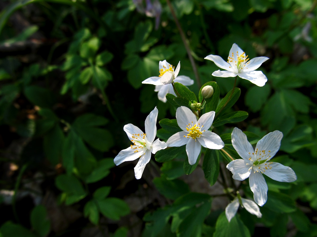 veternik žltuškolistý  iskernikovité  white flower free photo