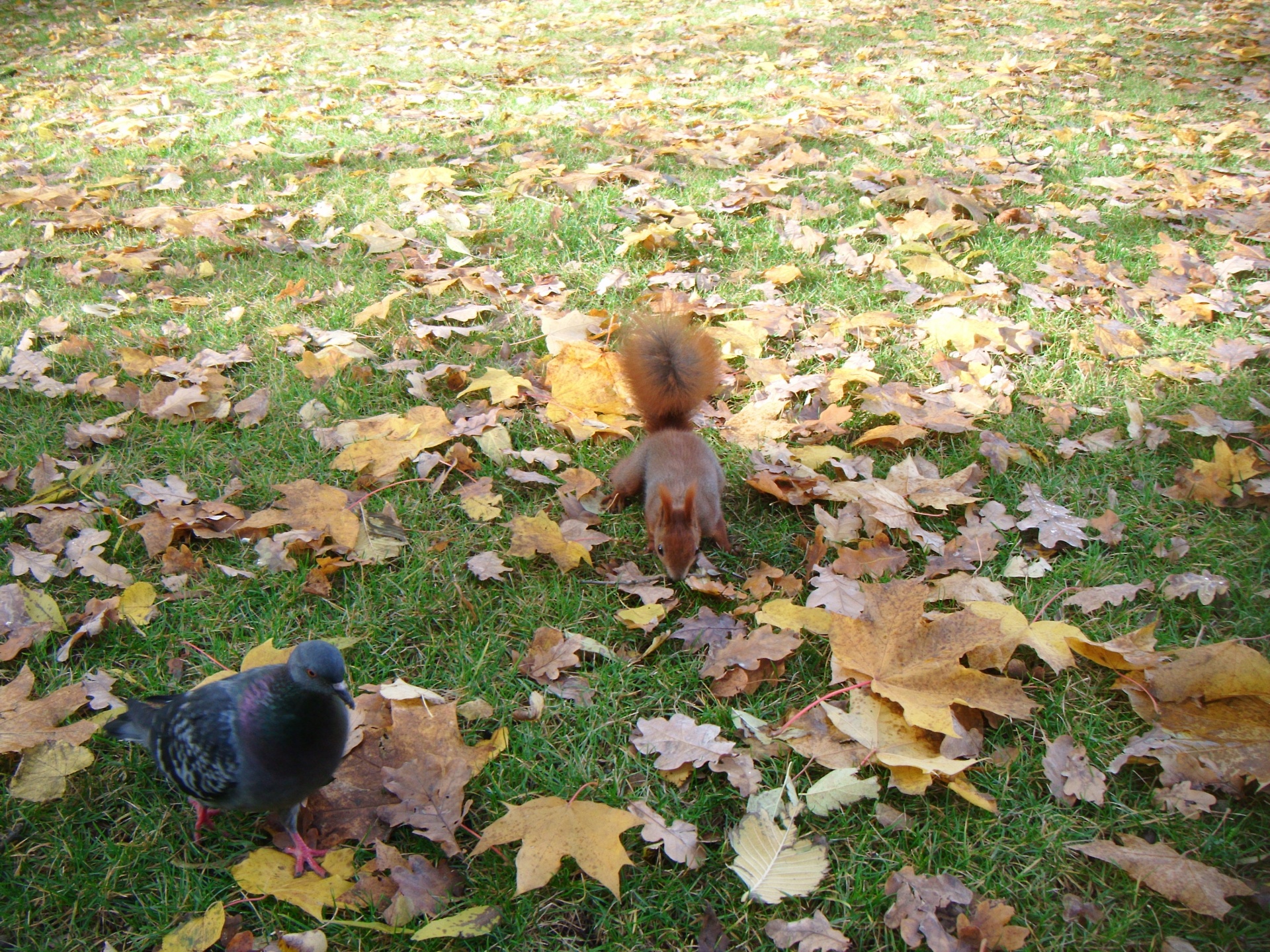 squirrel pigeon sciurus vulgaris free photo