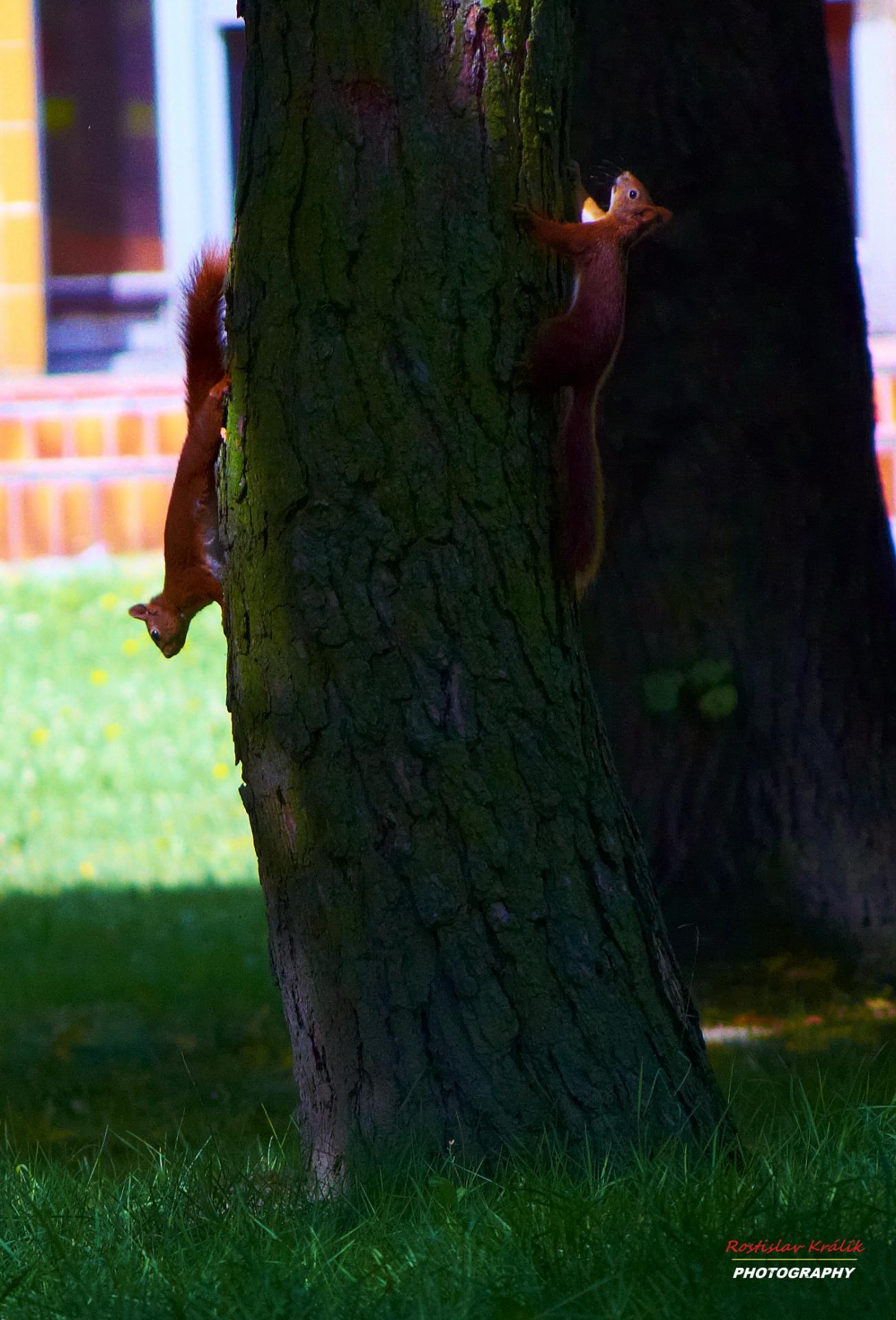 squirrels tree summer free photo