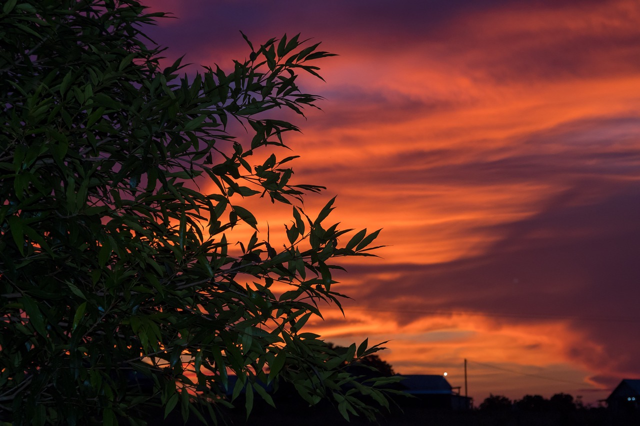 vibrant  sunset  leaves free photo