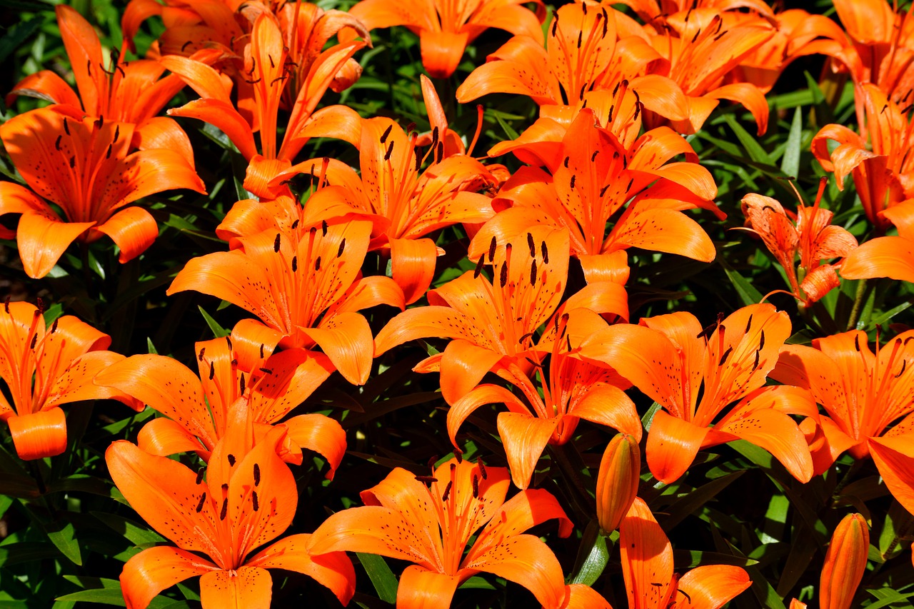 vibrant  orange lily  flower free photo